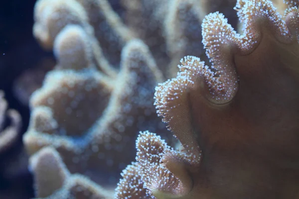 Detail des Korallenmeeres — Stockfoto