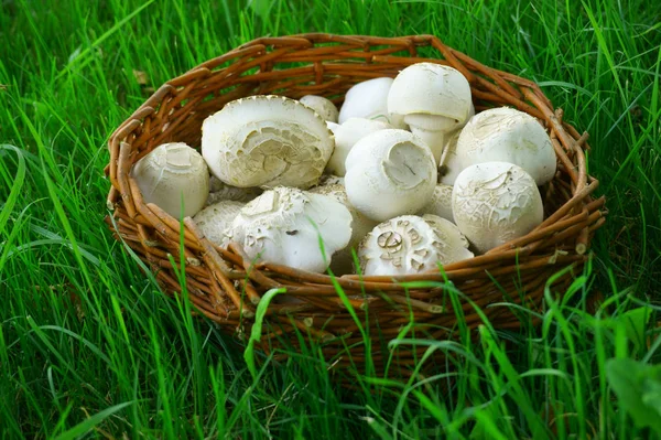Fresh white champignons — Stock Photo, Image