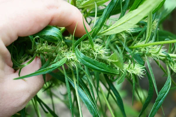 Green marijuana plant — Stock Photo, Image