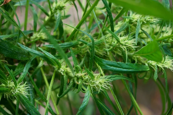 Yeşil marijuana bitkisi — Stok fotoğraf