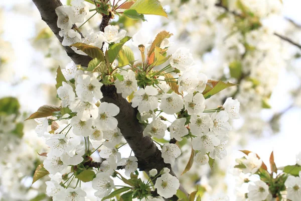 Cherries flowers background — Stock Photo, Image