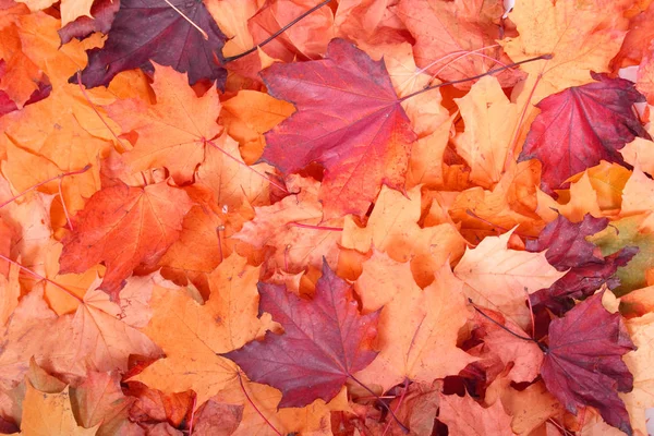 Autumn color background — Stock Photo, Image