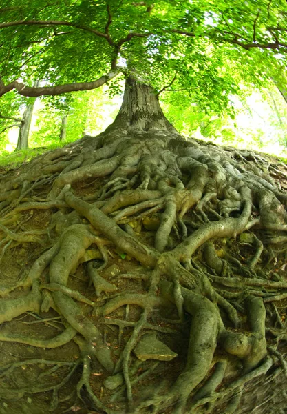 Stare wielkie drzewo — Zdjęcie stockowe