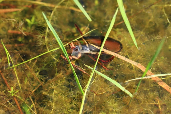 天然泻湖中的水甲虫 — 图库照片