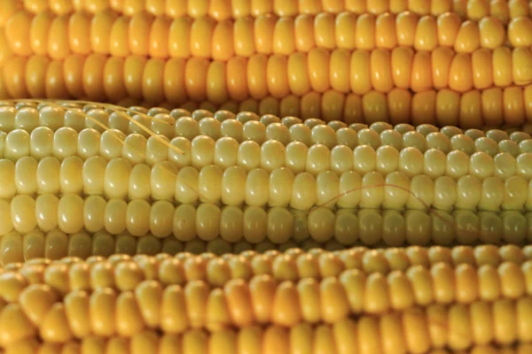 Golden corn texture — Stock Photo, Image