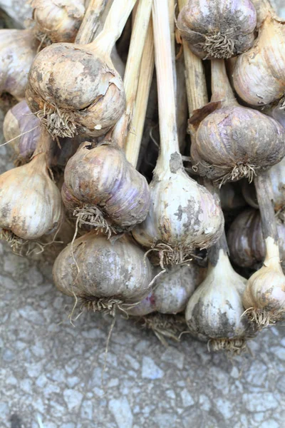 Garlic vegetable background — Stock Photo, Image