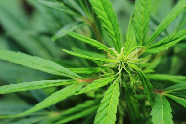 Yeşil marijuana bitkisi — Stok fotoğraf