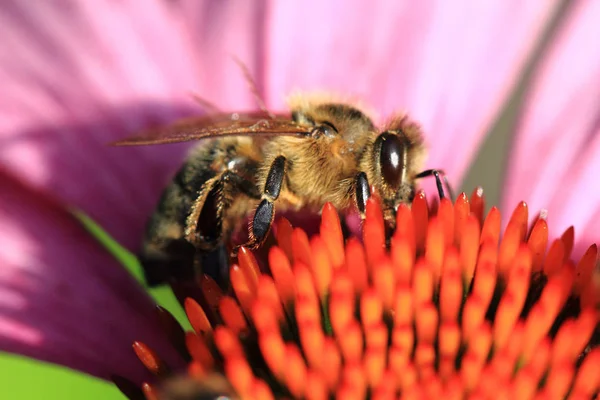 Mała Pszczoła i kwiat fiołek echinacea — Zdjęcie stockowe