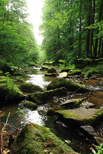Rzeki w lesie wiosna zielony — Zdjęcie stockowe