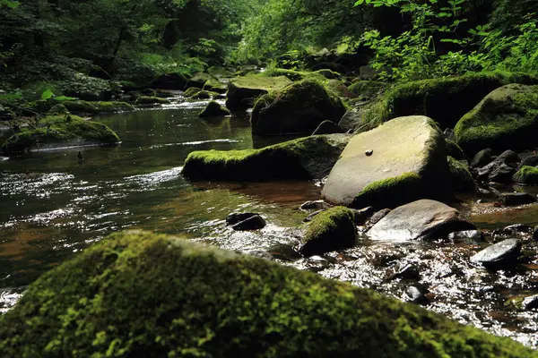 Rivière dans la forêt verte de printemps — Photo