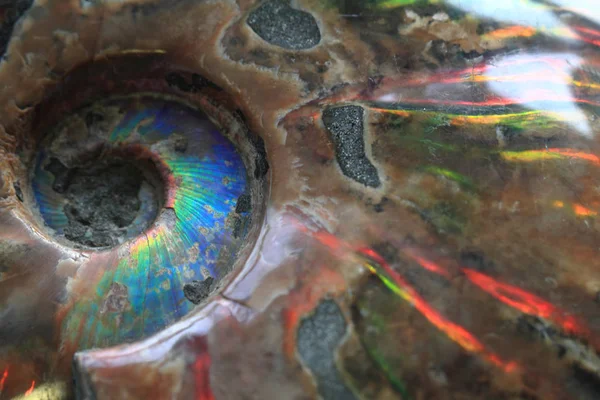 Ammonites fosil arka plan — Stok fotoğraf