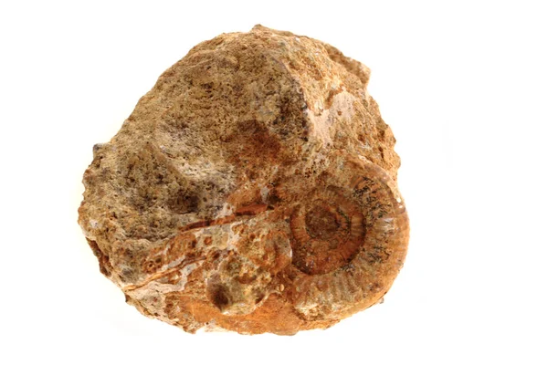 Ammonites fossil isolated — Stock Photo, Image