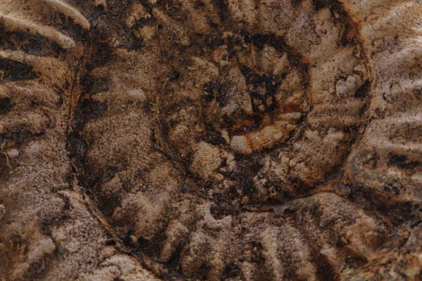 Ammonites fond fossile — Photo