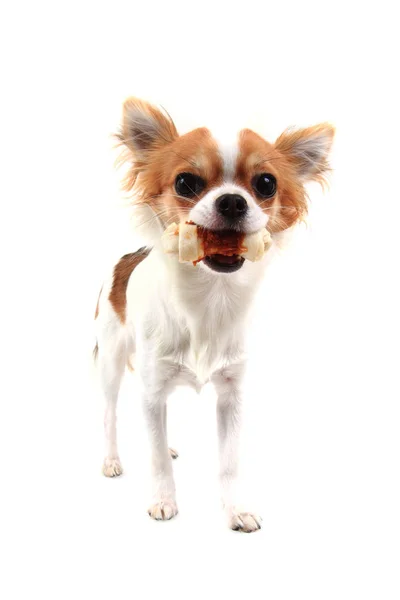 Chihuahua pequeño aislado — Foto de Stock