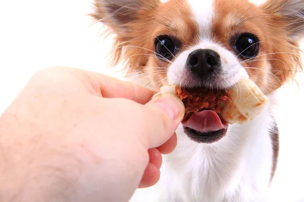 Small chihuahua is eating dog snack — Stock Photo, Image