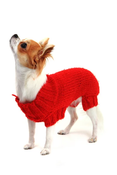 Chihuahua Sofía en ropa roja — Foto de Stock