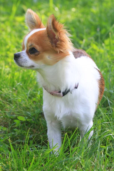 Pequeno chihuahua na grama — Fotografia de Stock