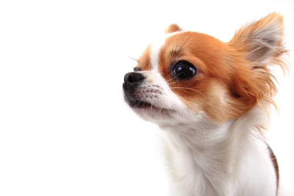 Szef słodki Chihuahua — Zdjęcie stockowe
