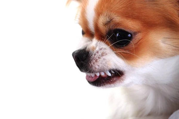 Gefährliches Chihuahua-Gesicht — Stockfoto