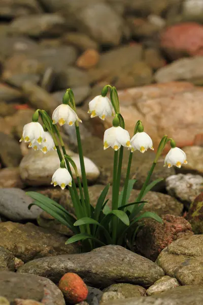 Snödroppar vårblommor — Stockfoto