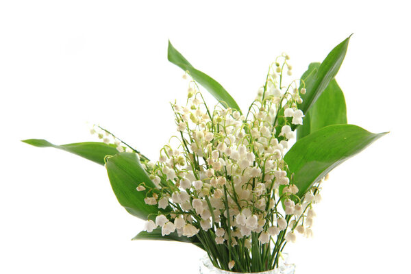 lily of valley