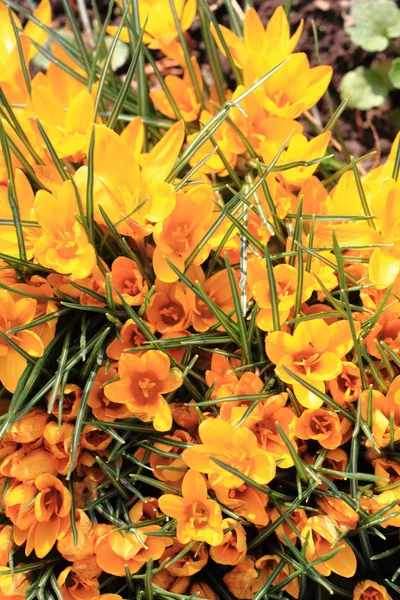 Żółte kwiaty krokusa — Zdjęcie stockowe
