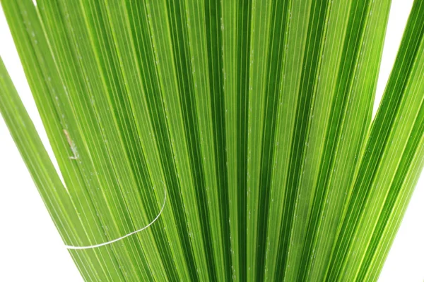 Textura de palmera verde — Foto de Stock
