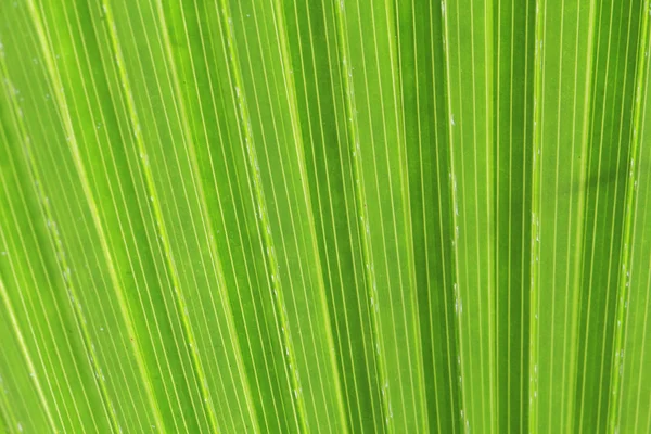 Yeşil palmiye ağacı doku — Stok fotoğraf