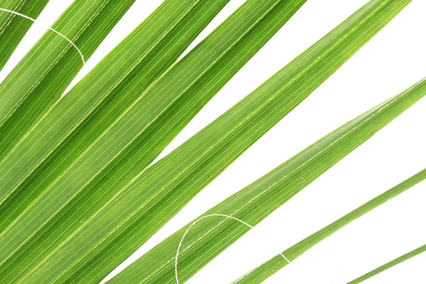 Textura de palmera verde — Foto de Stock