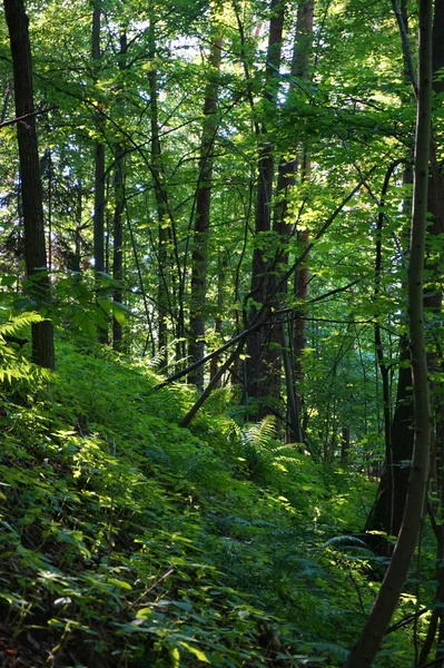Green dark forest — Stock Photo, Image