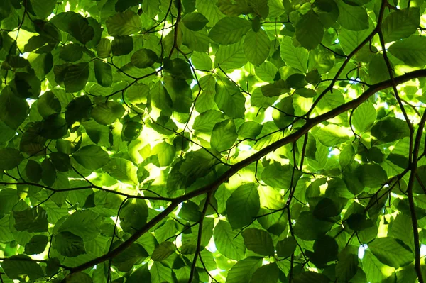 Зелене листя бука — стокове фото