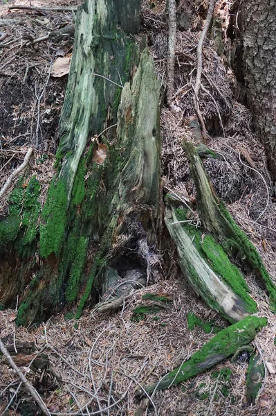 Oude voorraad van boom — Stockfoto