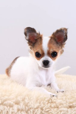 Chihuahua dinleniyor