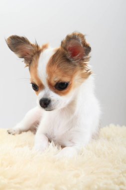 Chihuahua dinleniyor