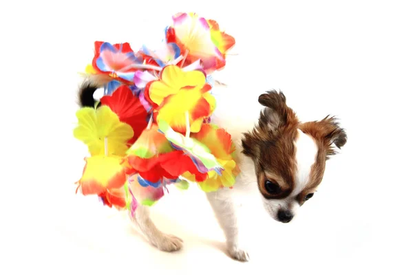 Petit chihuahua chiot danse — Photo