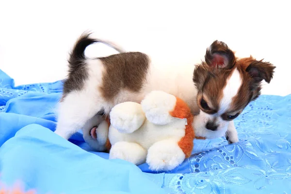 Pequeno cachorro chihuahua está lutando — Fotografia de Stock