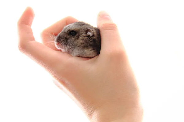 Dzungarisk hamster i den mänskliga handen — Stockfoto