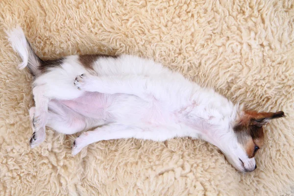 Pequeno cachorro chihuahua está descansando — Fotografia de Stock