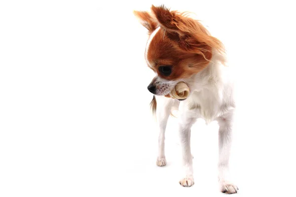 Malá čivava žere psa snack — Stock fotografie