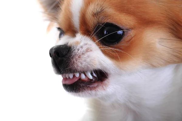 Gevaarlijke chihuahua gezicht — Stockfoto