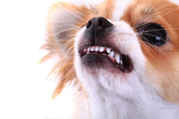 Chihuahua fata periculoasa — Fotografie, imagine de stoc