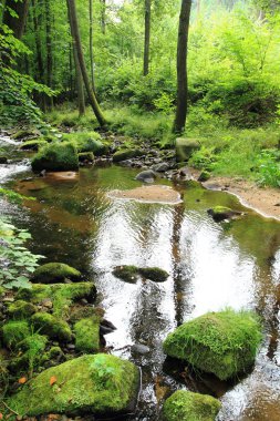 Yeşil bahar ormandaki nehir