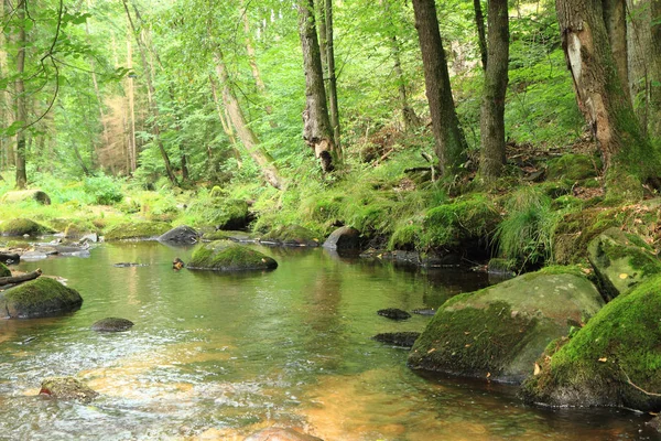 River in the green spring forest — Stock Photo, Image