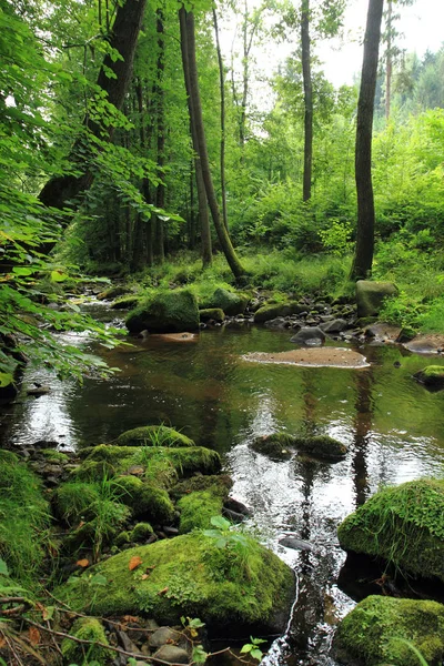 River in the green spring forest — Stock Photo, Image
