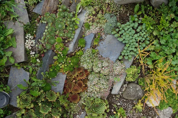 多肉植物の小さな庭 — ストック写真