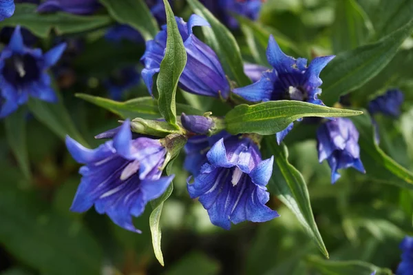 Blume des blauen Enzians — Stockfoto