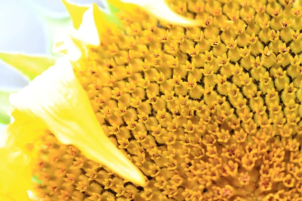 Žlutá slunečnice textura — Stock fotografie