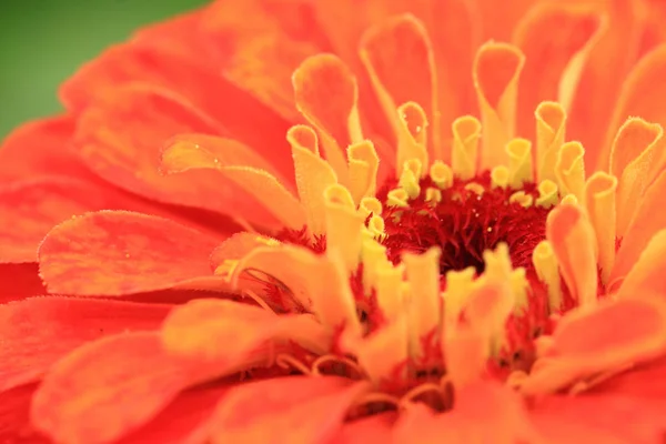 Zinnia detalhe flor — Fotografia de Stock