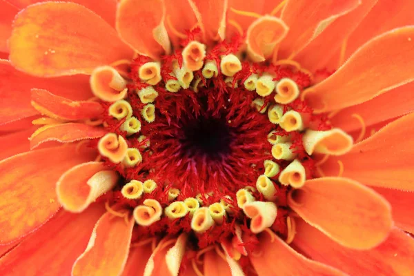 Zinnia bloem detail — Stockfoto