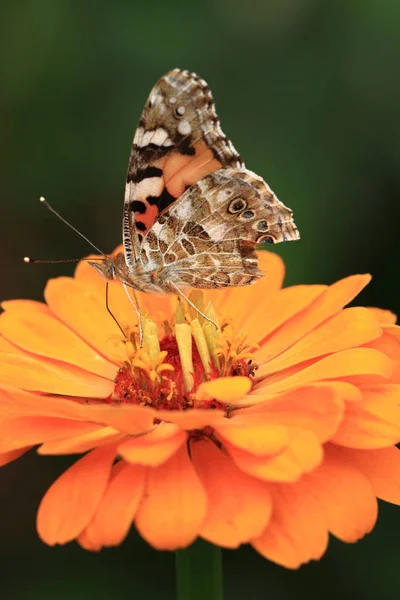 Zinnia Blume und Schmetterling — Stockfoto